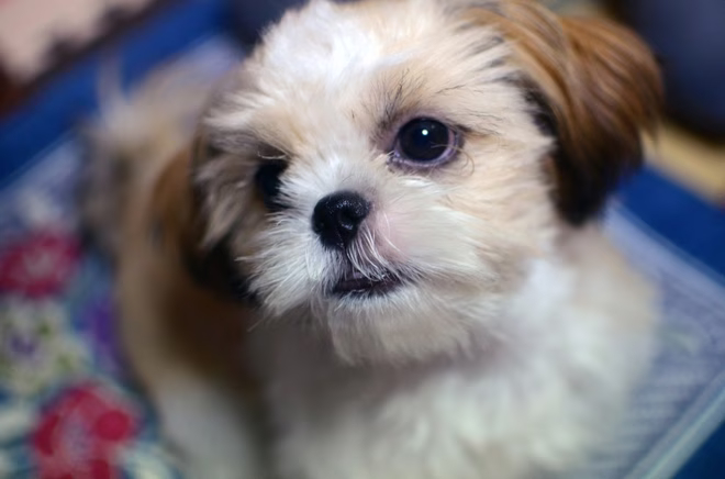 Nahaufnahme des Gesichts eines Shih Tzu