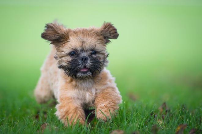 Shih Tzu Welpe läuft durch Gras
