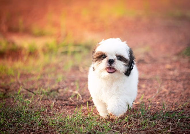 Shih Tzu Welpe läuft im Feld