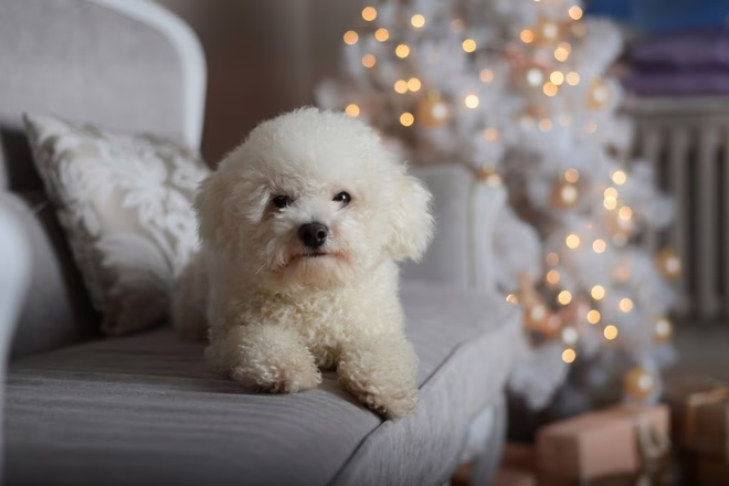 Bichon Frise auf dem Sofa.