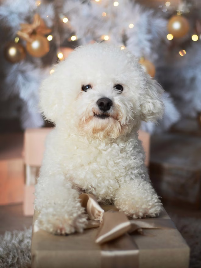 Liebenswerter Bichon Frise.