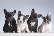 Négy francia bulldog kölyökkutya egy sorban, akik arra várnak, hogy elnevezzék őket téma kiskutya nevek.