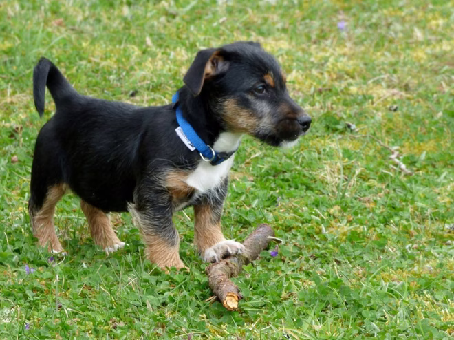 Kis Lancashire Heeler kiskutya.