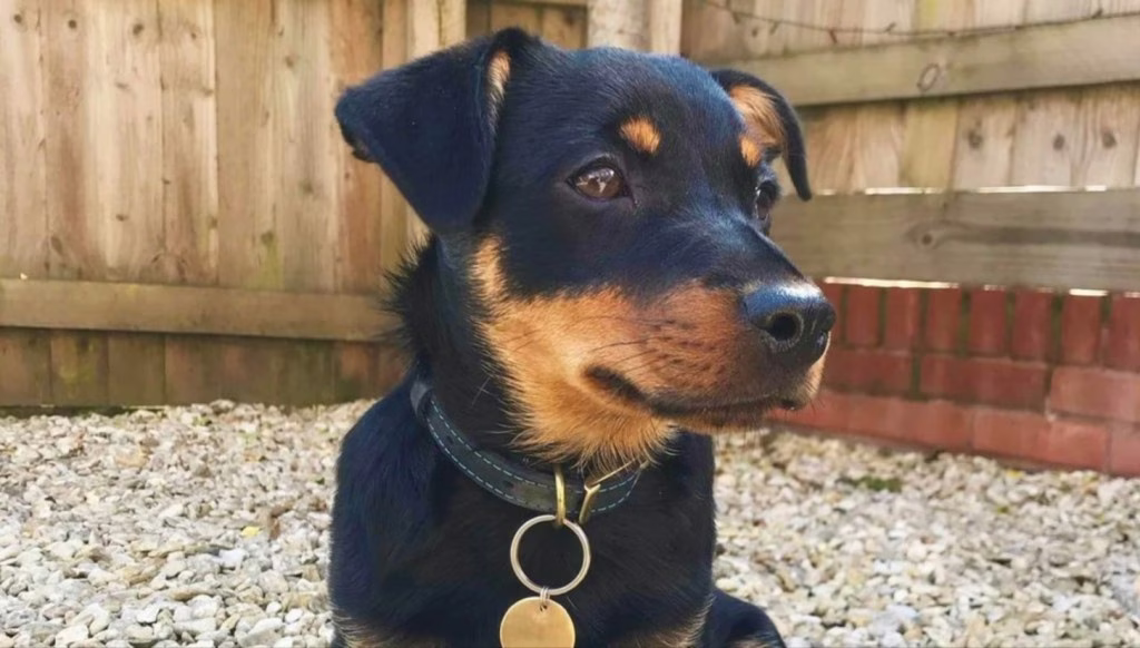 Lancashire Heeler kölykök: Aranyos képek és tények