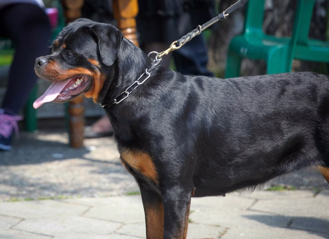 Ein junger weiblicher Rottweiler mit einem Kettenhalsband um den Hals