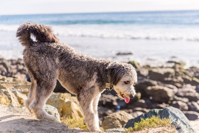 Aussiedoodle játszik a tengerparton
