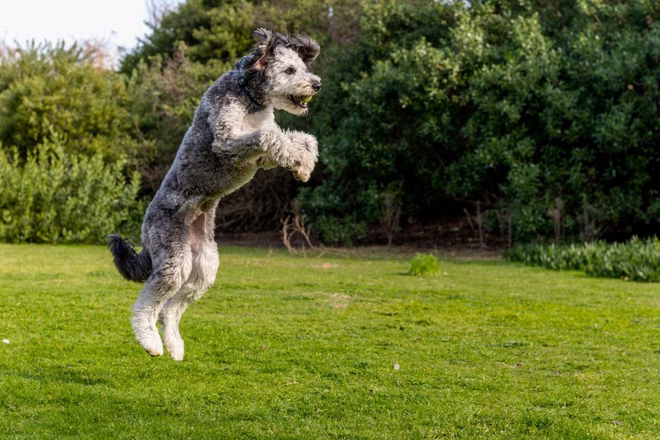 Aussiedoodle játszik és futkározik a parkban.