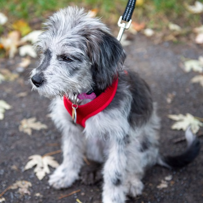 Aussiedoodle kölyökkutya elnéző tekintettel