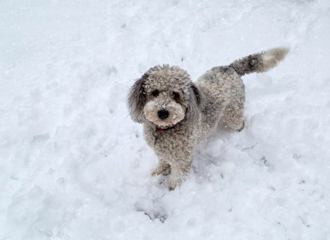 Aussiedoodle kiskutya játszik a hóban.