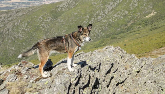 Norwegischer Lundehund, der ein Polydaktylie-Hund sein könnte.
