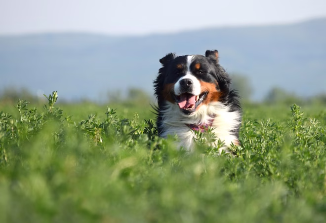 Berner Sennenhund, der durch ein Alfalfa-Feld läuft