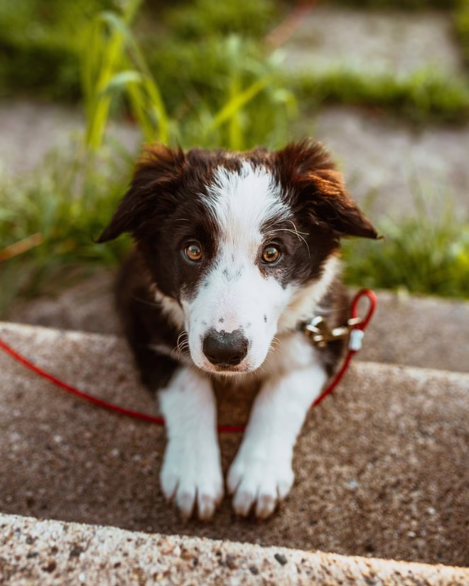 Border Collie sitzt auf einer Treppe.