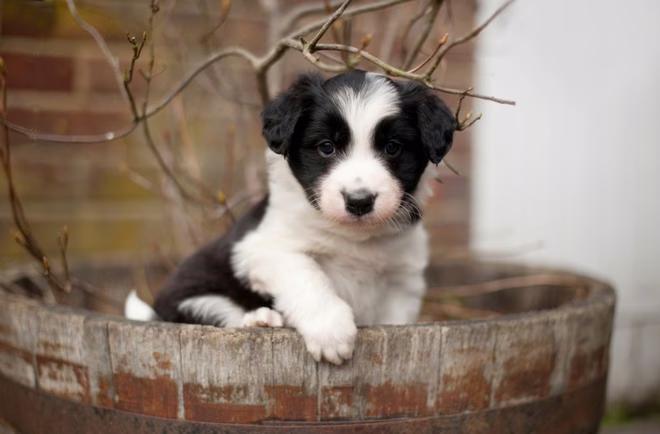 Niedlicher Border Collie Welpe sitzt in einem hölzernen Übertopf.