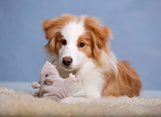 Border Collie Hund sitzt auf Teppich mit Plüschtier.