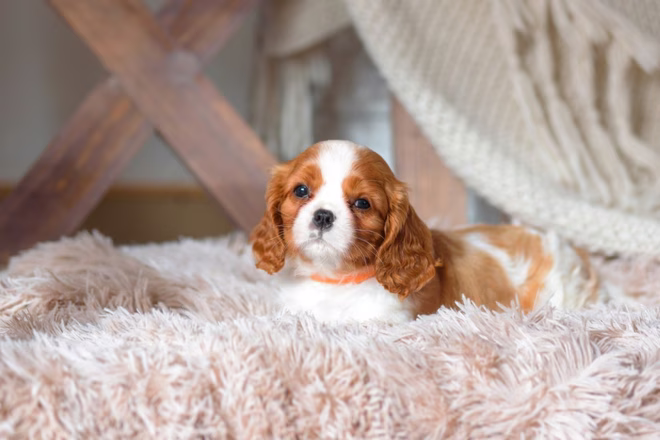 Cavalier King Charles Spaniel Welpe in einem Studio.