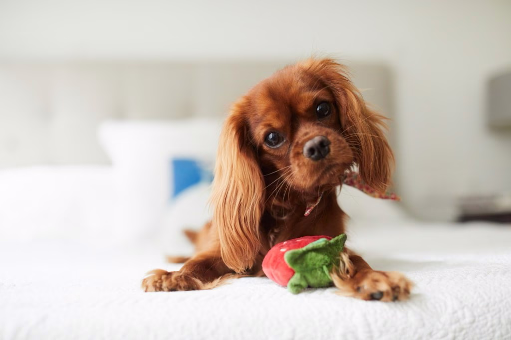 Cavalier King Charles Spaniel Welpen: Niedliche Bilder und Fakten