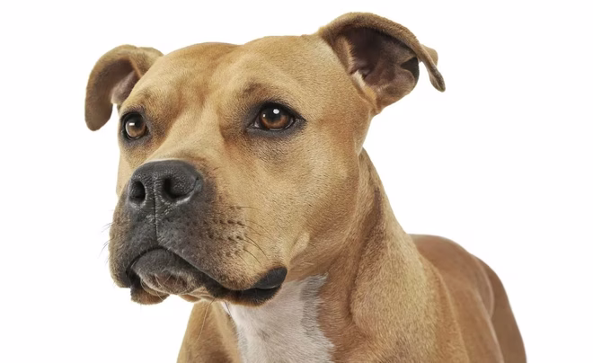 Porträt eines liebenswerten American Staffordshire Terriers, der neugierig schaut - Studioaufnahme, isoliert auf weißem Hintergrund.