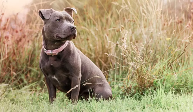 Nahaufnahme eines Staffordshire Bullterriers, der auf einem Feld sitzt.