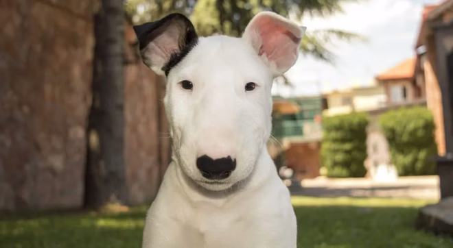 Bullterrier schaut in die Kamera
