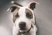 Nahaufnahme eines American Pit Bull Terrier Hundes