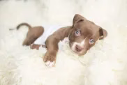 Pit Bull Welpe auf einer weißen, flauschigen Decke liegend