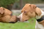 Zwei Pit Bulls zeigen Aggression