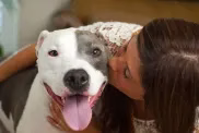 Frau küsst Pit Bull Therapiehund