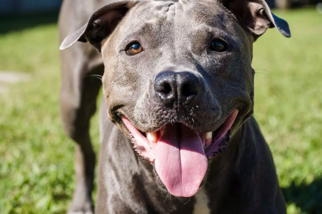 5 Arten von Pit Bull Hunderassen
