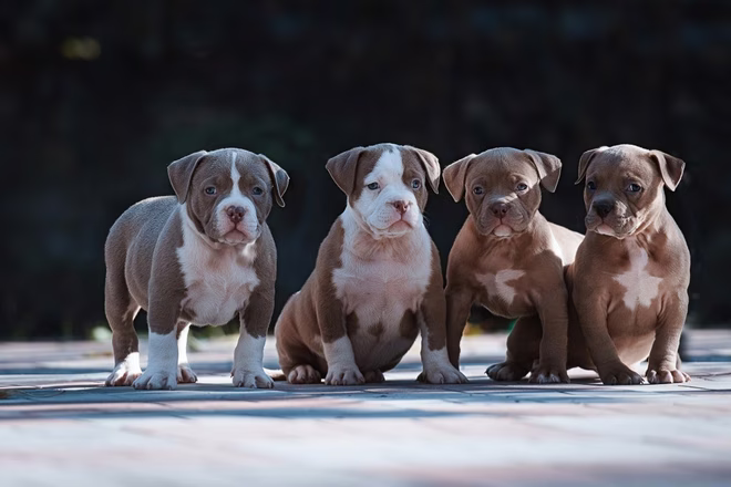 Négy amerikai bulldog ül egymás mellett és néz a kamerába.