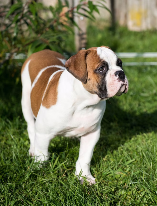 Amerikai bulldog kiskutya a szabadban.