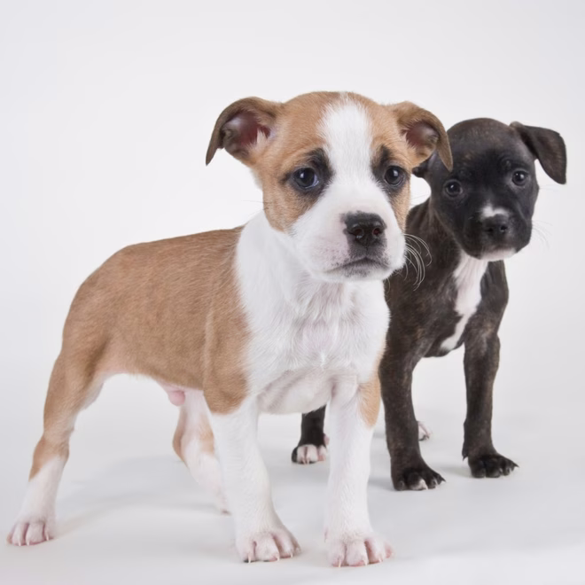 Amerikai bulldog kölykök.