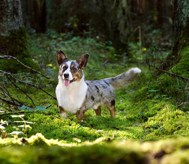 Lustiger merle Cardigan Welsh Corgi, der an einem sonnigen Tag auf grünem Moos im Wald steht
