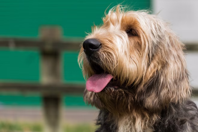 Porträt eines Otterhounds, der mit geöffnetem Maul und herausgestreckter Zunge nach links schaut. Leere Stelle auf der linken Seite.