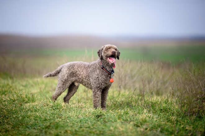 Ein schöner Lagotto Romagnolo auf einem Feld an einem Herbstmorgen