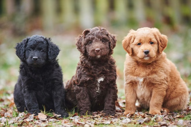 Labradoodle-Welpen auf einer Wiese im Winter.