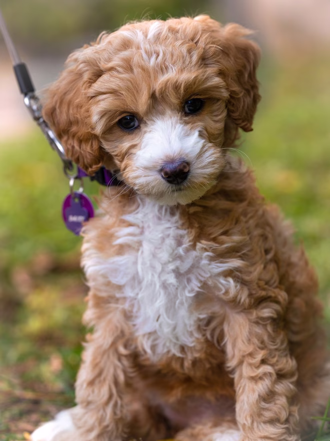 Ein Mini-Labradoodle-Welpe.