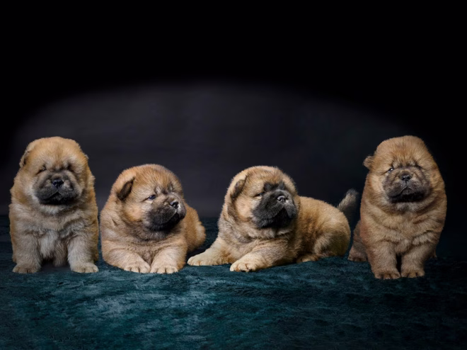 Studio-Porträt eines Wurfs Chow Chow Welpen.