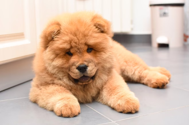 Niedlicher Chow Chow Welpe in einem Haus.