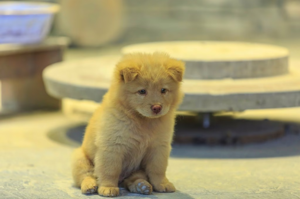 Chow Chow Welpen: Niedliche Bilder und Fakten