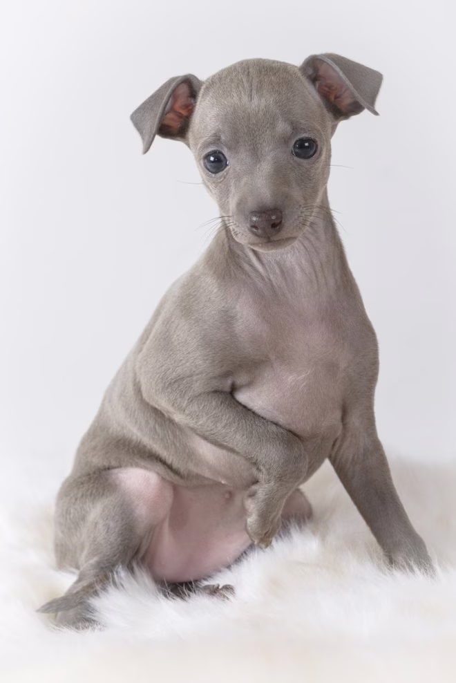 40 Tage alter Italienischer Greyhound Welpe auf weißem Hintergrund.