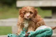 süßer Cavapoo Welpe