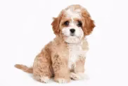 Cavapoo Welpe