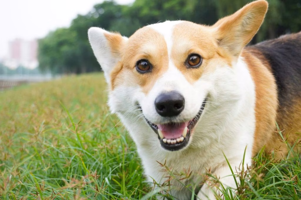 Was ist ein Cowboy Corgi?