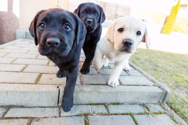 Niedliche Labrador Retriever Welpen.