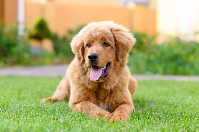Tibetanischer Mastiff-Welpe mit goldfarbenem Fell