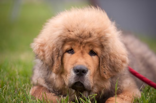 Porträt eines tibetischen Mastiff-Welpen. Er ist ein süßer und sehr zerzauster kleiner Hund.