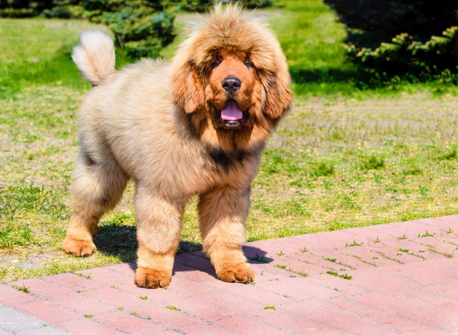 Ein Tibetanischer Mastiff Welpe mit goldenem Fell.