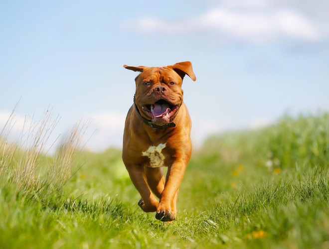 Reinrassiger französischer Mastiff, der an einem sonnigen Sommertag im Freien läuft.