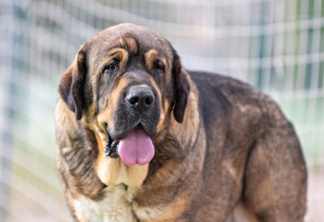 Der Spanische Mastiff ist einer der einzigartigsten Hunde der Welt. Er ist einer der wenigen Hunde, die es wagen, dem Wolf die Stirn zu bieten, und die er sogar dominieren kann. Für viele Landwirte ist er die Lösung, um ihre Herden vor dem Wolf zu schützen, vor allem jetzt, wo die Jagd in ganz Spanien unter Strafe gestellt ist.