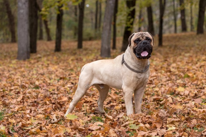 Porträt eines Bullmastiffs, einer der Mastiff-Rassen, der im Herbstlaub steht.